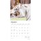 White Tigers | 2026 12 x 24 Inch (Hanging) Monthly Square Wall Calendar | Plastic-Free